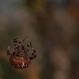 网站背投广告代码(背投广告是什么意思)